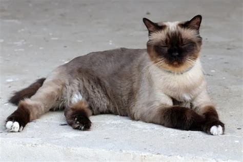 Gato Birmano Cuidados Caracter Sticas Y Curiosidades