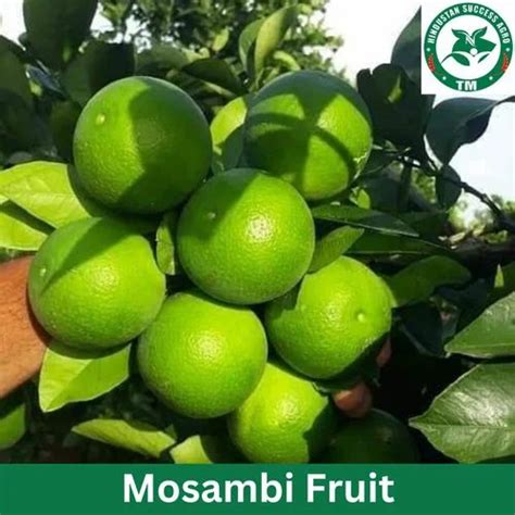 Full Sun Exposure Sweet Orange Mousambi Fruit Plant For Garden At Rs