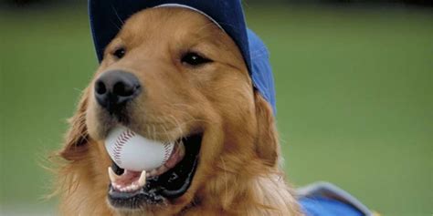 Air Bud: Seventh Inning Fetch | Sport Movie | SPort MAnagement Hub