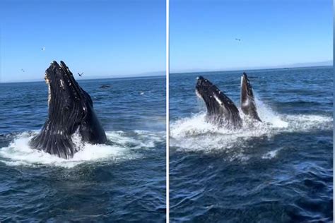 Awe as Marine Biologist Films 'Best' Whale Sighting in 18 Years - Newsweek