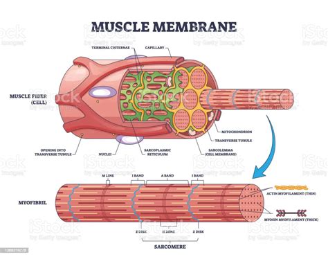 Muscle membrane or sarcolemma anatomical structure outline diagram ...