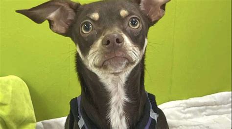 Pet of the Week: Buff Buster, a one-year-old Chihuahua mix | Reston Now