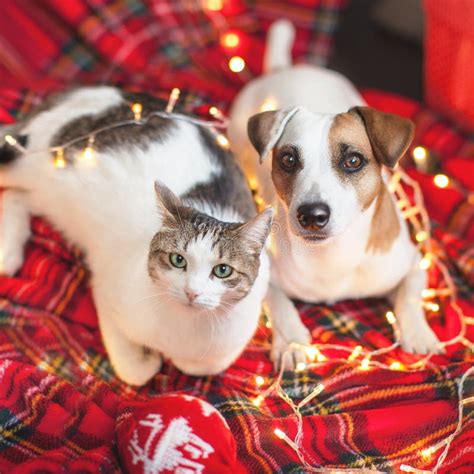 Perro Y Gato En La Decoración De Navidad Imagen De Archivo Imagen De Canino Feliz 162387869