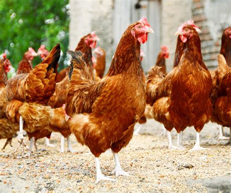 Como Crear Una Granja De Gallinas Camperas Actualizado Enero Hot Sex