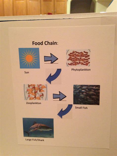 Phytoplankton Food Chain In The Ocean