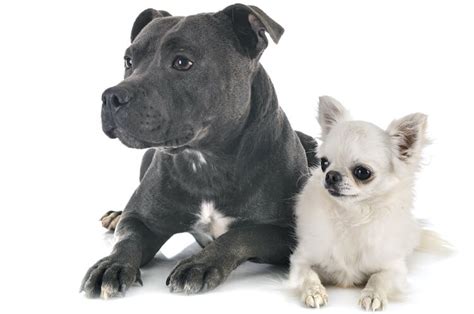 Pitbull Chihuahua Mix Breed Info Traits Diet And Health Guide