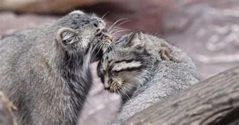 Manul Love