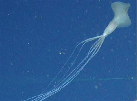 The big fin squid is fascinating : r/oceancreatures