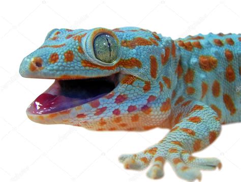 Gecko Lizard — Stock Photo © Ale Ks 3458477