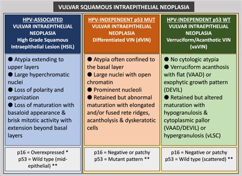 Hpv Independent P53 Wild Type Vulvar Intraepithelial Neoplasia A