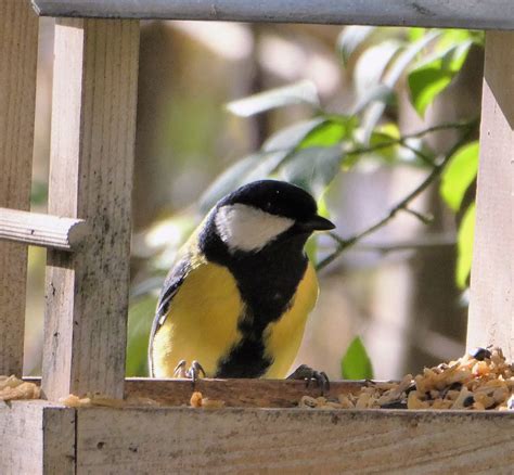 Kohlmeise Am Futterhaus Kohlmeise Parus Major C Heidr Flickr