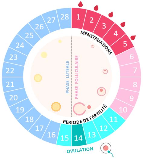 Cycle Féminin Comprendre Le Cycle Menstruel De La Femme