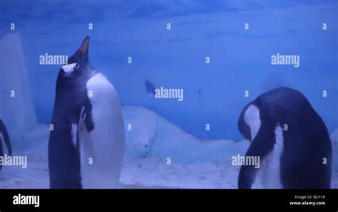 Penguins on Sealife London Aquarium Ice Stock Photo - Alamy