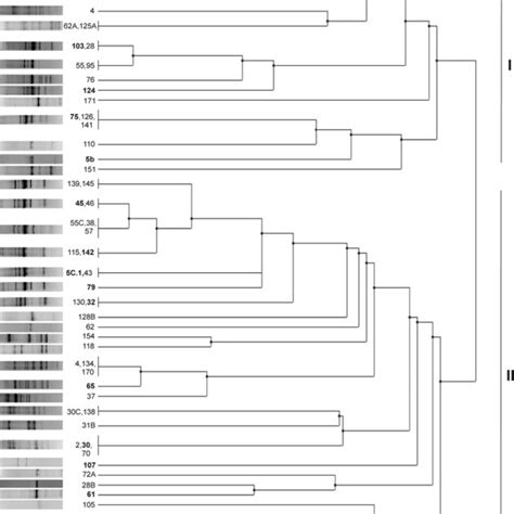 The Dendrogram Constructed Based On Box Pcr Fingerprint Profiles On