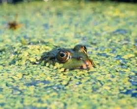 Ряска малая. Применение, описание, химический состав, противопоказания ...