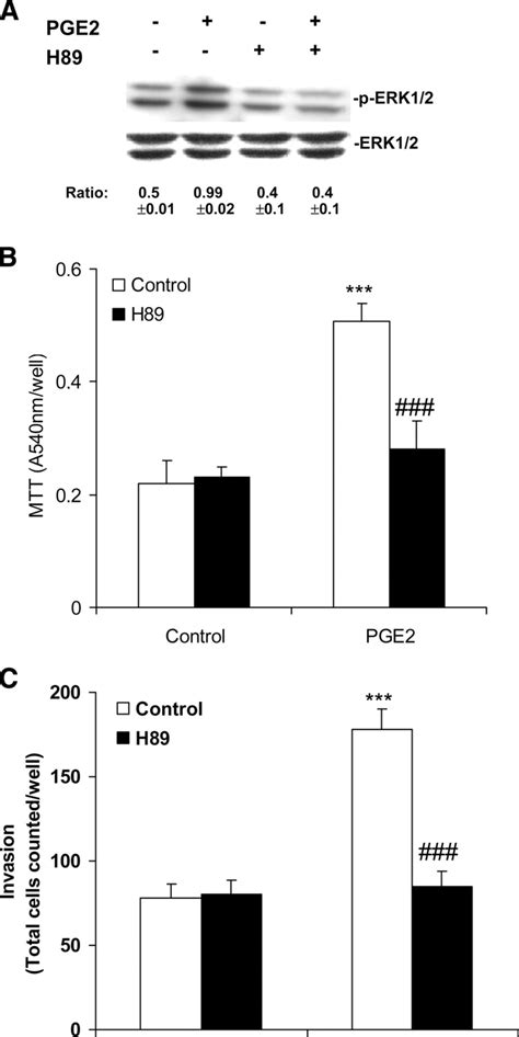 Pge2 Induced Cell Growth And Invasion Are Mediated By Pka Activation