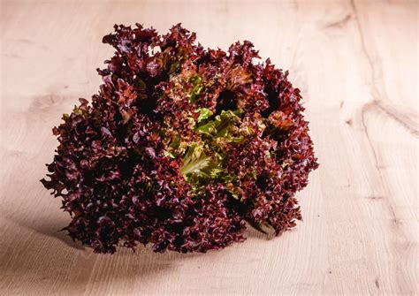 Lollo Rosso online bestellen | vomfeld.at