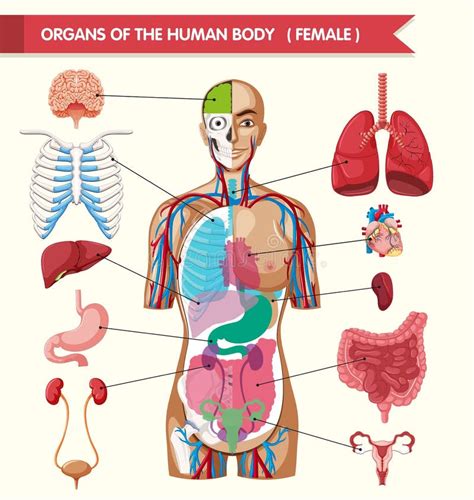 Innere Organe Des Menschlichen K Rpers Anatomie Des Weiblichen K Rpers