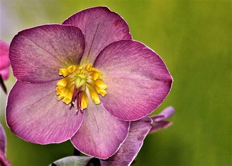 Helleborus Orientalis Lam Lenten Rose Lens SMC Takumar F 70 210mm