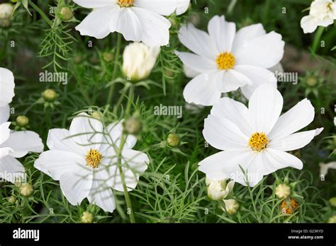 Mexican Aster Cosmos Bipinnatus Hi Res Stock Photography And Images Alamy