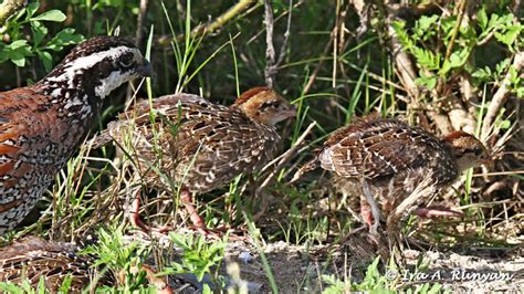 Bobwhite Quail with chicks | Florida Wildlife & Nature Photography Forum