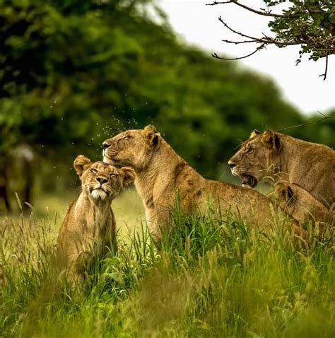 10 Best Kenya Tours & Trips from Nairobi - TourRadar