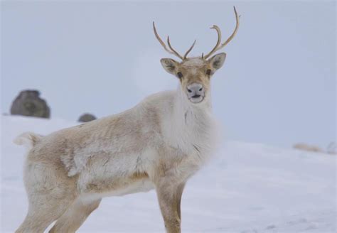 New documentary explores the devastating loss of caribou on Labrador's Inuit | CBC News