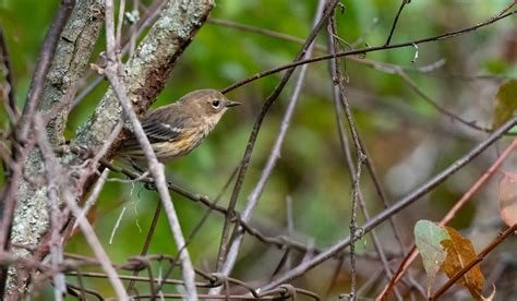 Yellow Rumped Warbler Park Point Duluth Mn Flickr