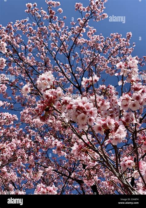 Pink cherry blossom in Tokyo, Japan Stock Photo - Alamy