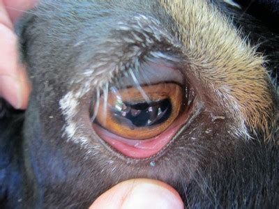 Goat Eye Chart Our Simple Farm Goat Health Internal Parasites