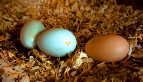 Salmonella and Eggs: What's the Risk of Getting Sick? - Hobby Farms