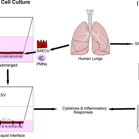 Schematic Presentation Of Three Dimensional In Vitro Lung Tissue Models