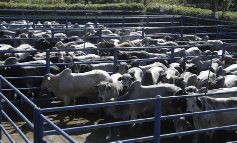 Abate De Bovinos Cresce Mais De No Acre No Segundo Trimestre De