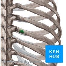 Tubercle Of Rib Anatomy And Function Kenhub