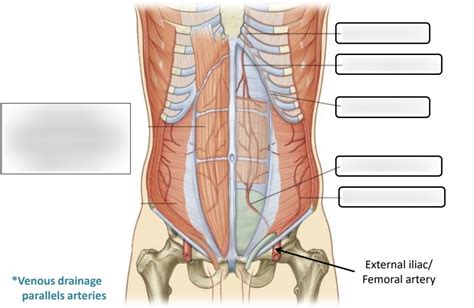 Anterior Abdominal Wall Blood Supply Diagram Quizlet