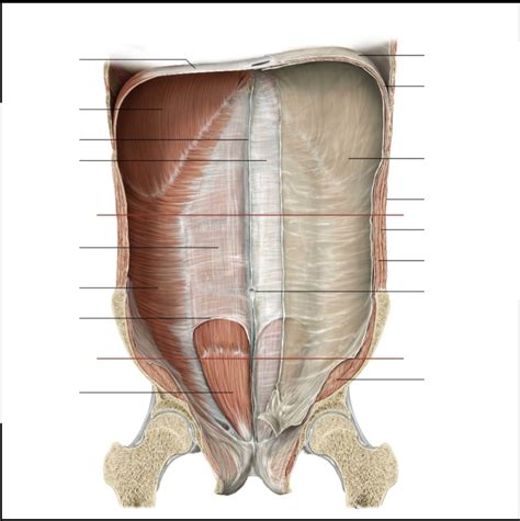 Identify - Arcuate Line and Rectus Sheath Diagram | Quizlet