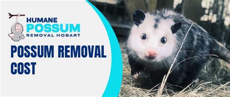 Possum Removal Cost | Professional & Affordable Services