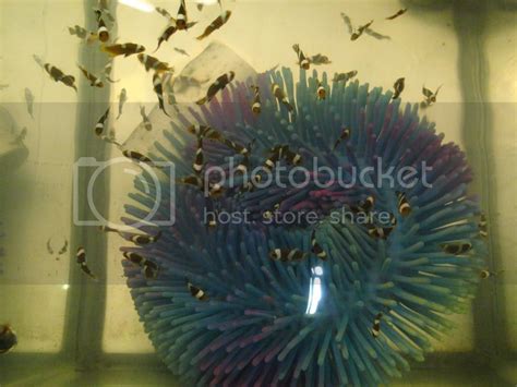 Clown fish breeding | 3reef Aquarium Forums