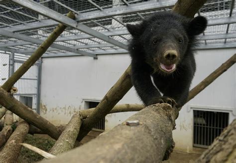 Vietnam Lives Of Two Rescued Bear Cubs Are Saved Animal Charity