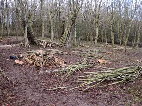 Filnore Woods Blog Coppicing