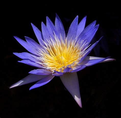 Cape Blue Water Lily Nymphea Star Of Siam Blue Water Water Lily