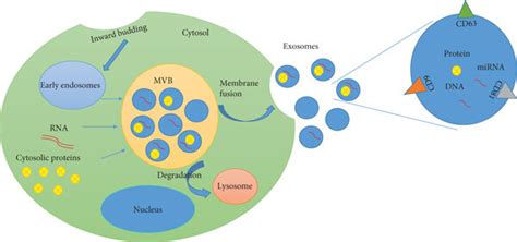 Exosome Biogenesis And Secretion First Insertion Of The Cell Membrane