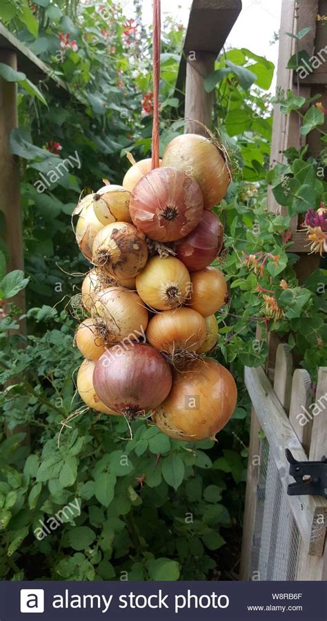 Home Grown Onions Hi Res Stock Photography And Images Alamy