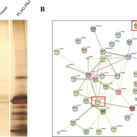 Identification Of Pfn1 Interacting Protein Candidates A Mass