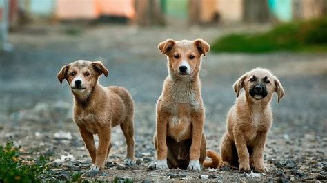 ¿por Qué Se Celebra El Día Del Perro Mestizo Apartado Mex