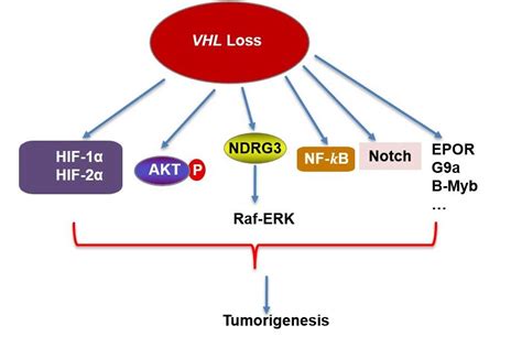 Biomedicines Free Full Text Vhl And Hypoxia Signaling Beyond Hif