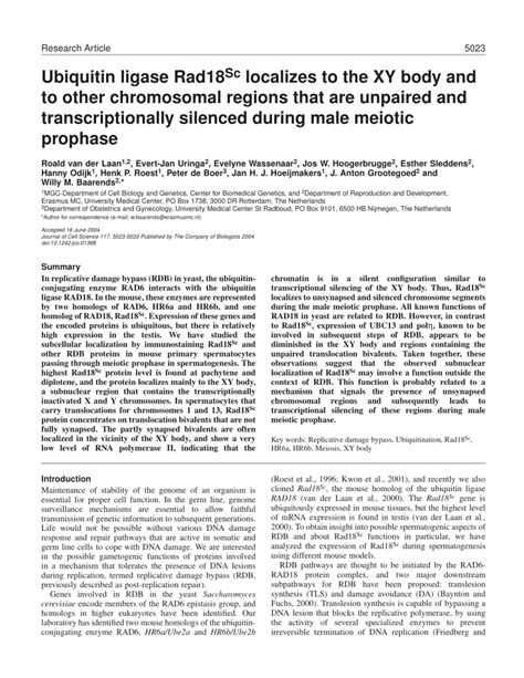 Pdf Ubiquitin Ligase Rad Sc Localizes To The Xy Body And To Other