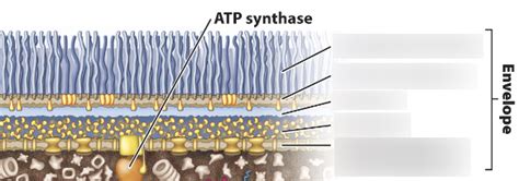 microbio cell envelope labeling Diagram | Quizlet