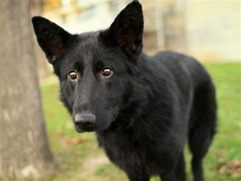 Noir - Black German Shepherd mix