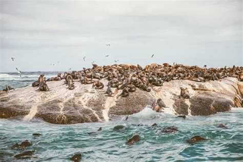 Kaapstad Begeleide Kajakken In Hout Bay GetYourGuide